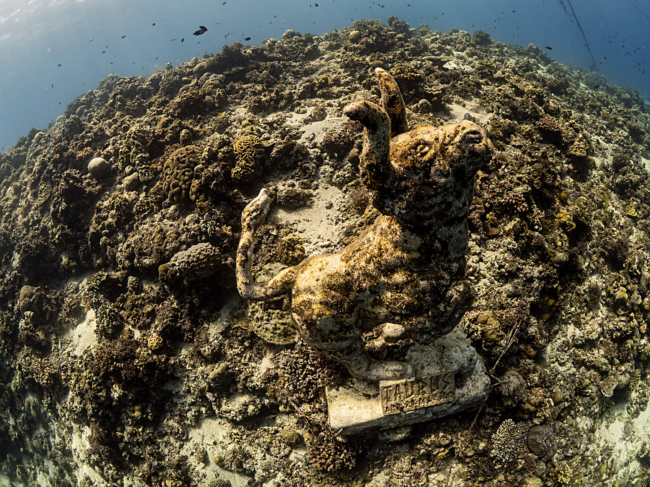 Freediving Zodiacs